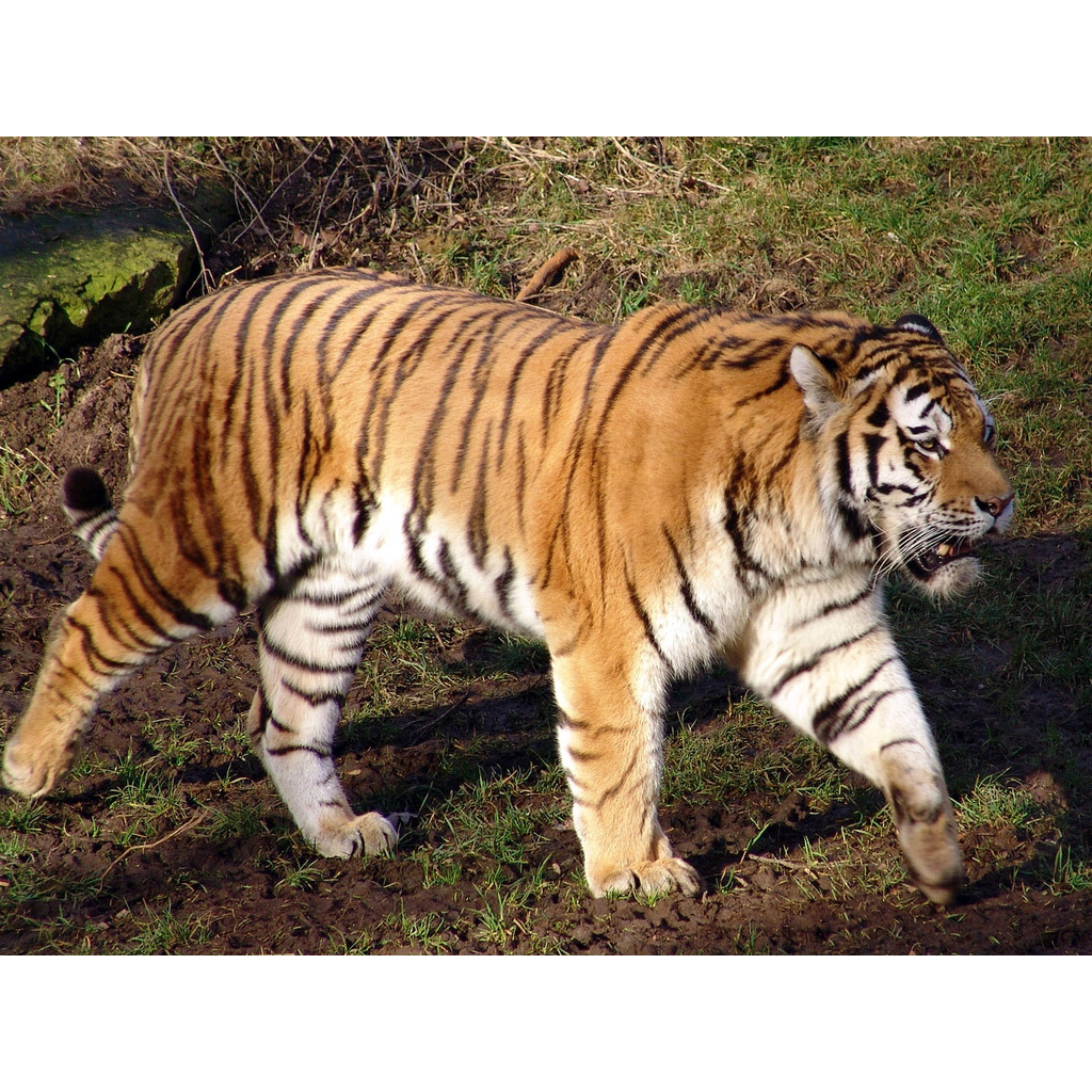 Panthera tigris Фото №5