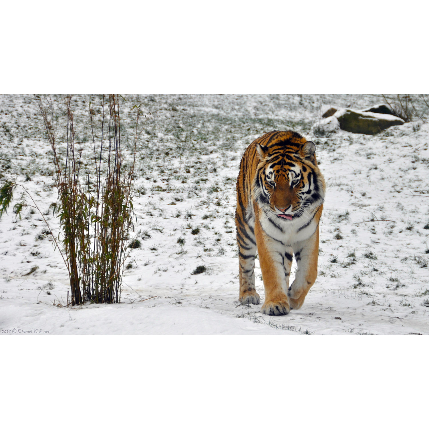 Panthera tigris Фото №6