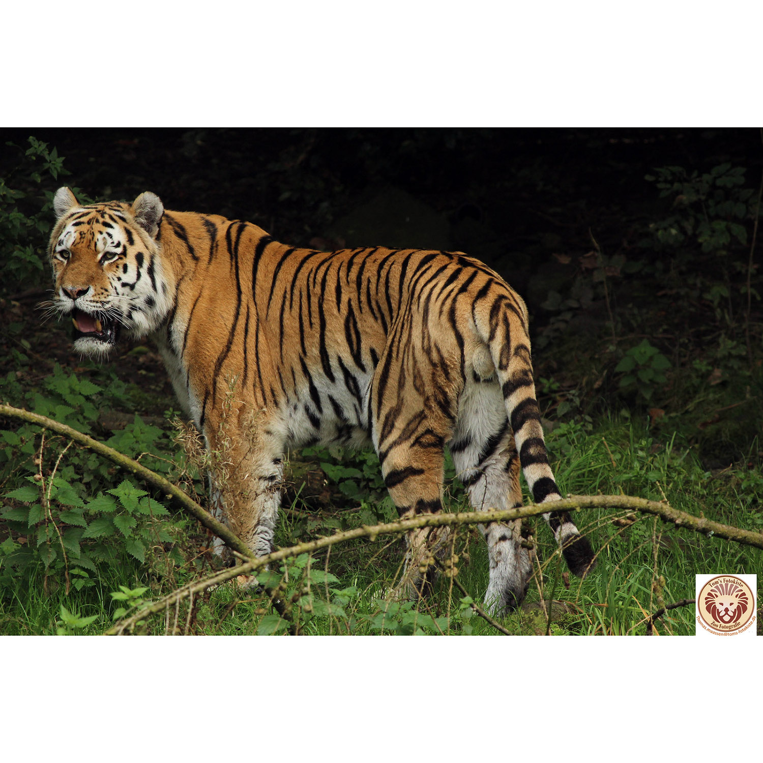 Panthera tigris Фото №7