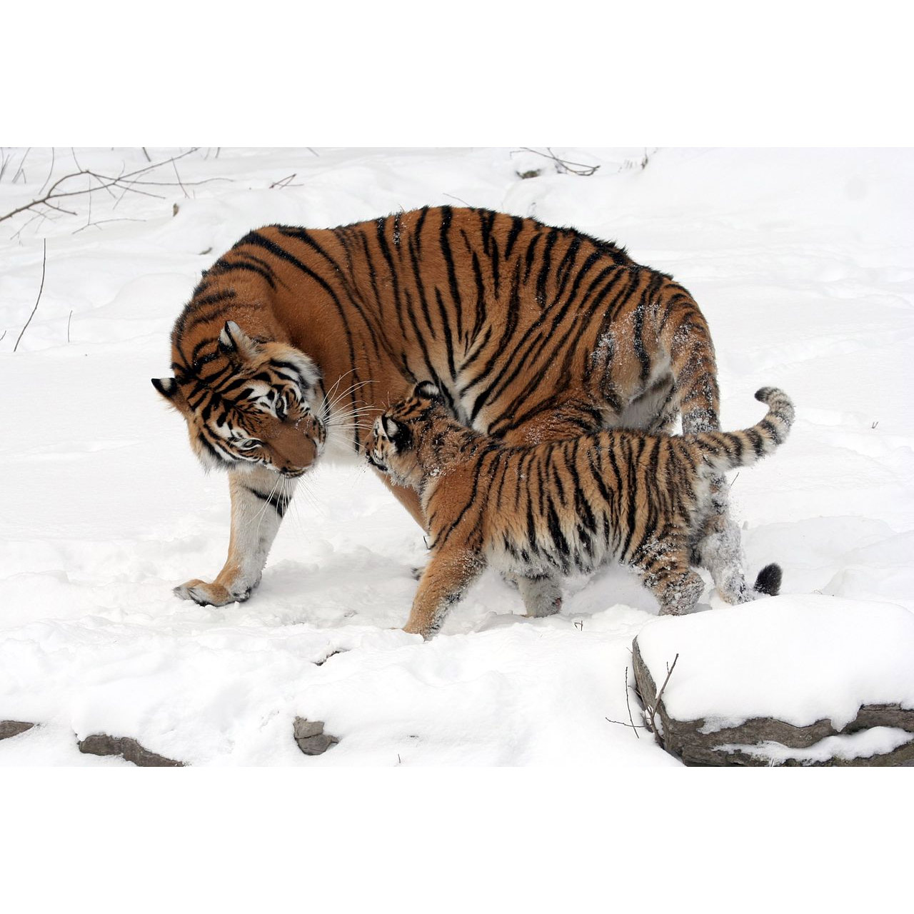 Panthera tigris Фото №8