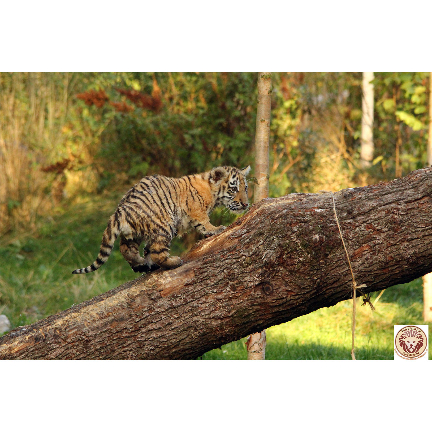 Panthera tigris Фото №9
