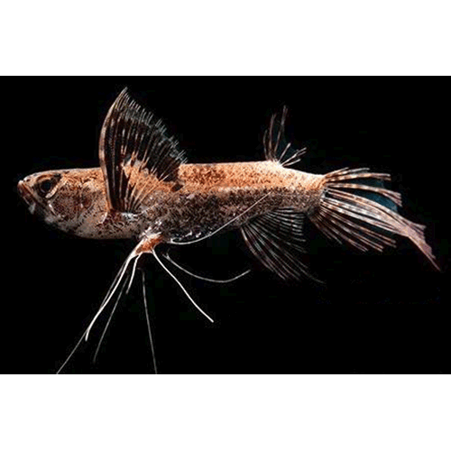 Род Пресноводные рыбы-бабочки, рыбы-мотыльки, пантодоны фото