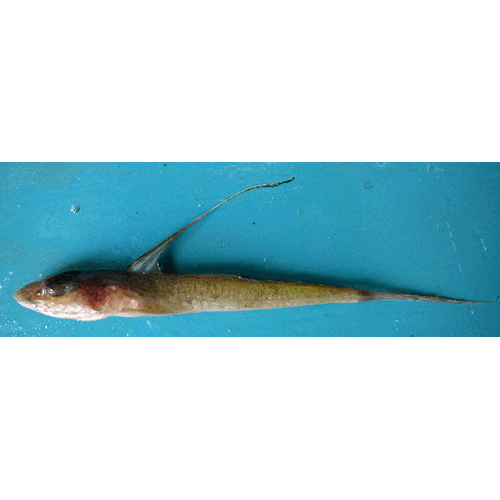 Род Ложные рыбы-лиры фото