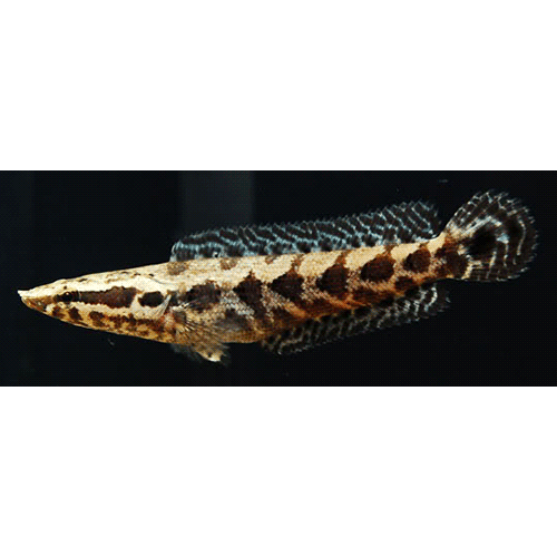 Род Африканские змееголовы  фото