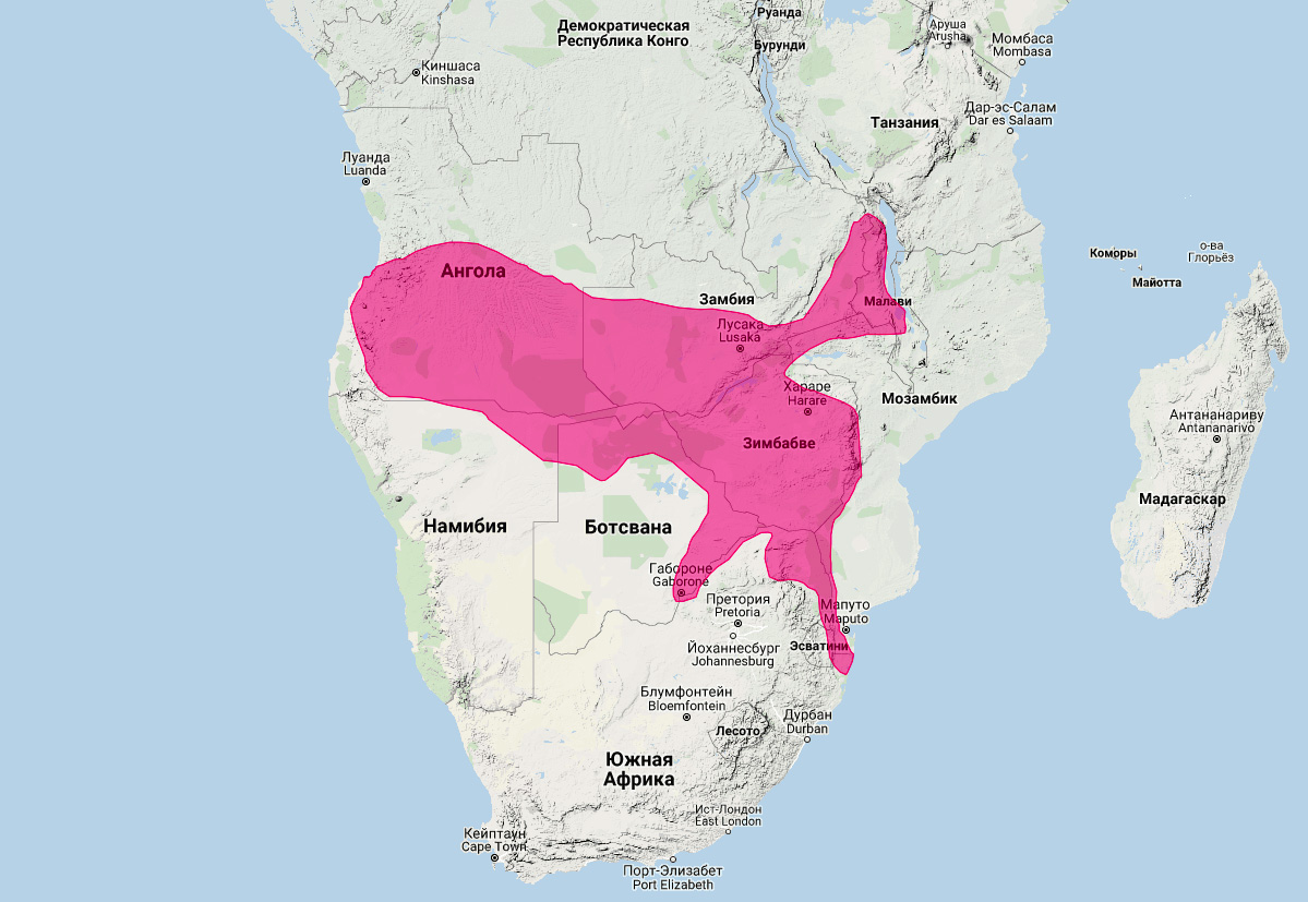 Серый мангуст (Paracynictis selousi) Ареал обитания на карте