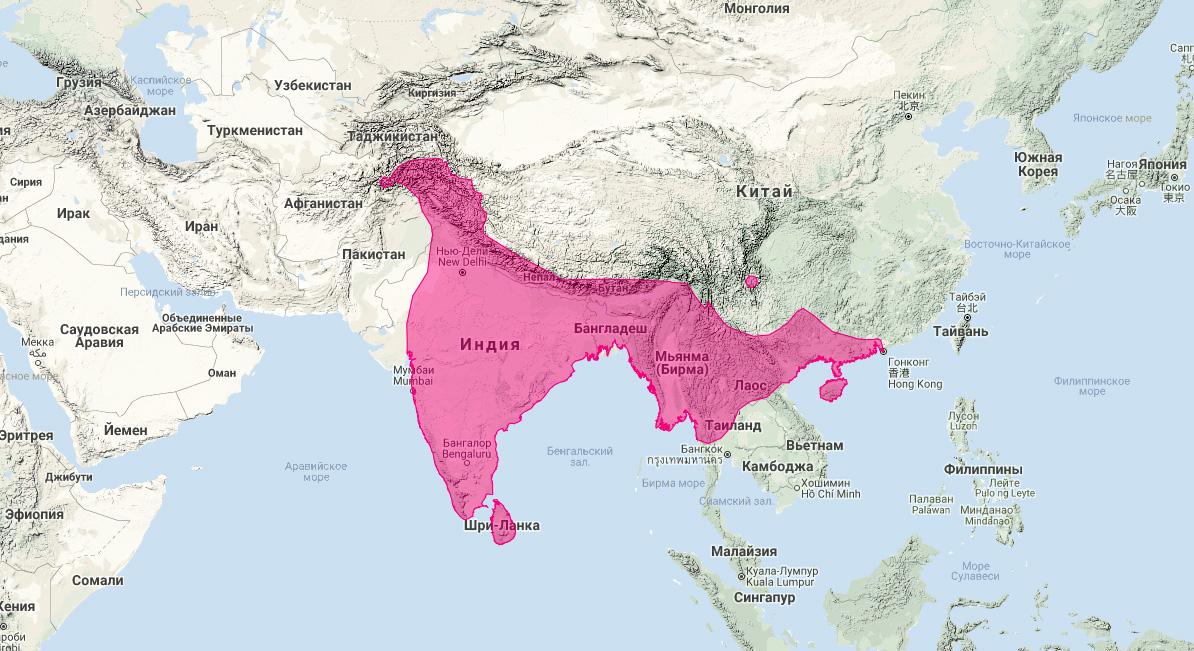 Мусанг (Paradoxurus hermaphroditus) Ареал обитания на карте