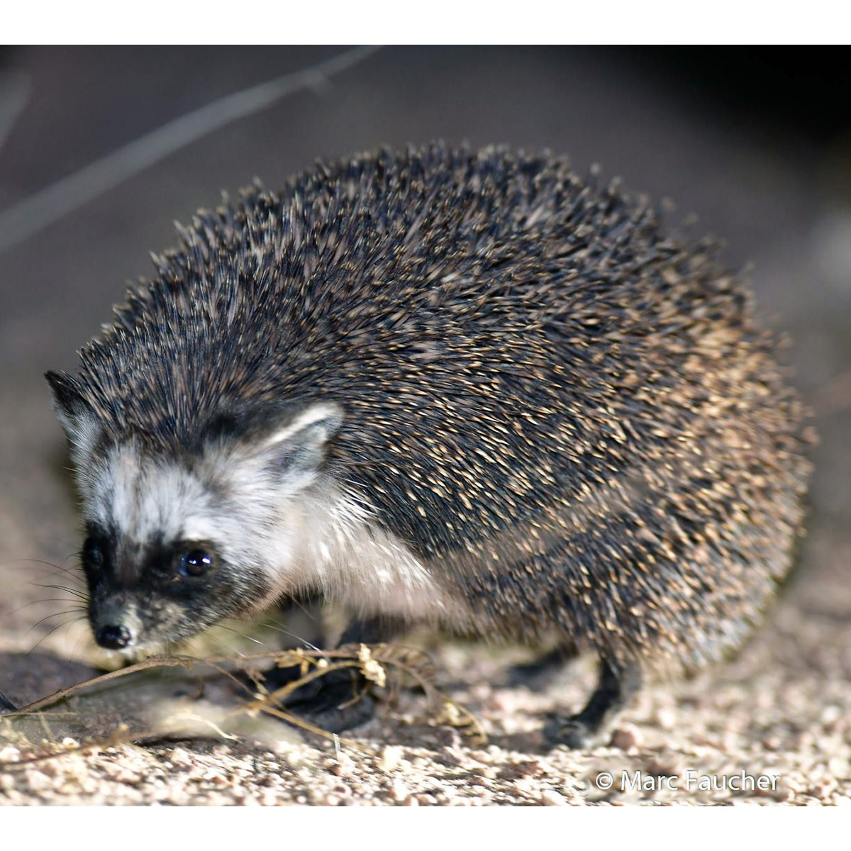 Еж Ушастый Hemiechinus auritus