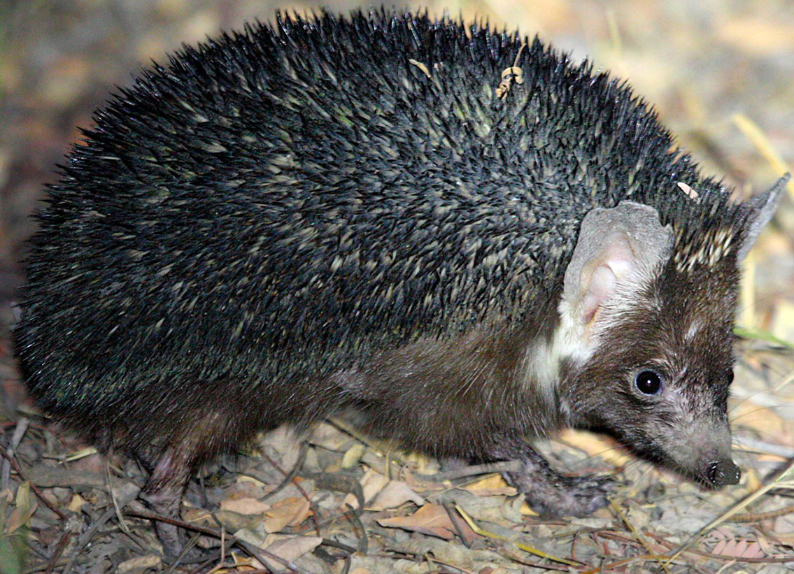 Ошейниковый ёж (Hemiechinus collaris)