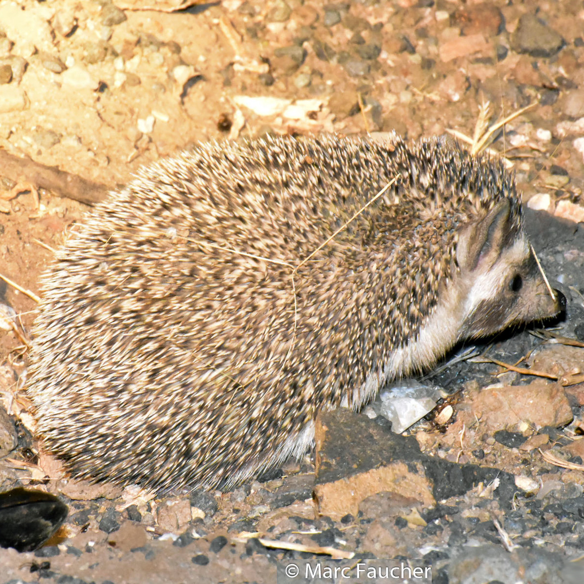 Индийский ёж (Paraechinus micropus) Фото №3