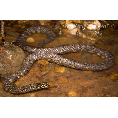  Род Североавстралийские мангровые морские змеи  фото