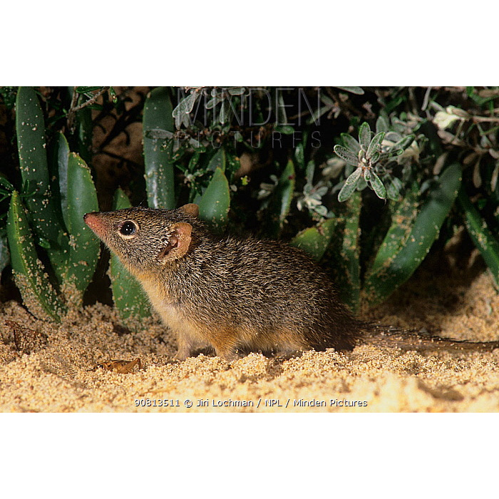 Крапчатая сумчатая мышь (Parantechinus apicalis) Фото №2