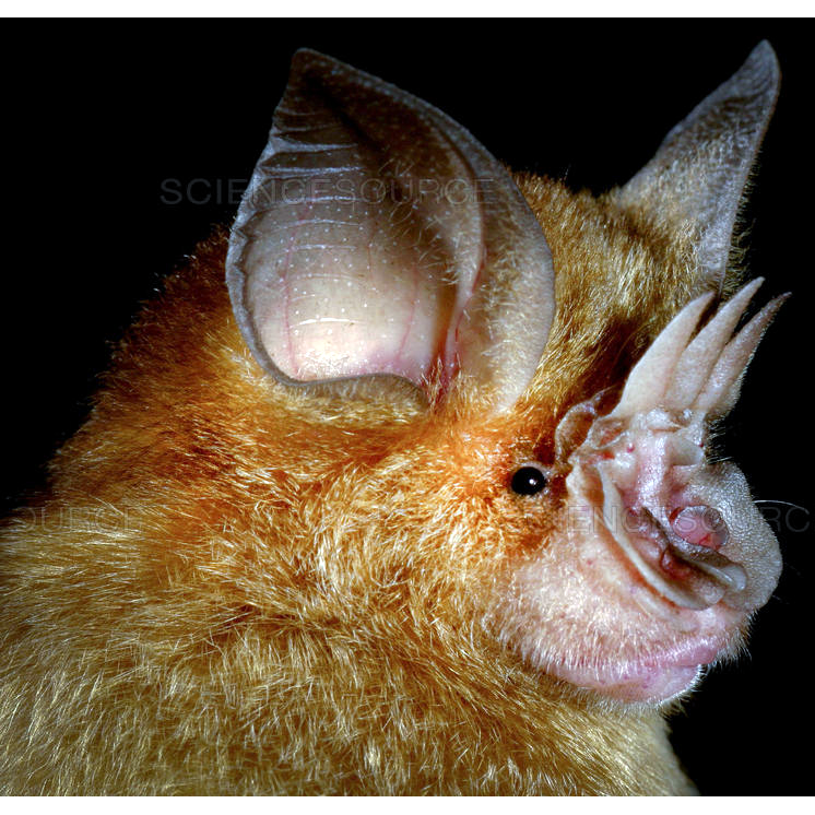 Grandidier's Trident Bat (Paratriaenops auritus) Фото №1