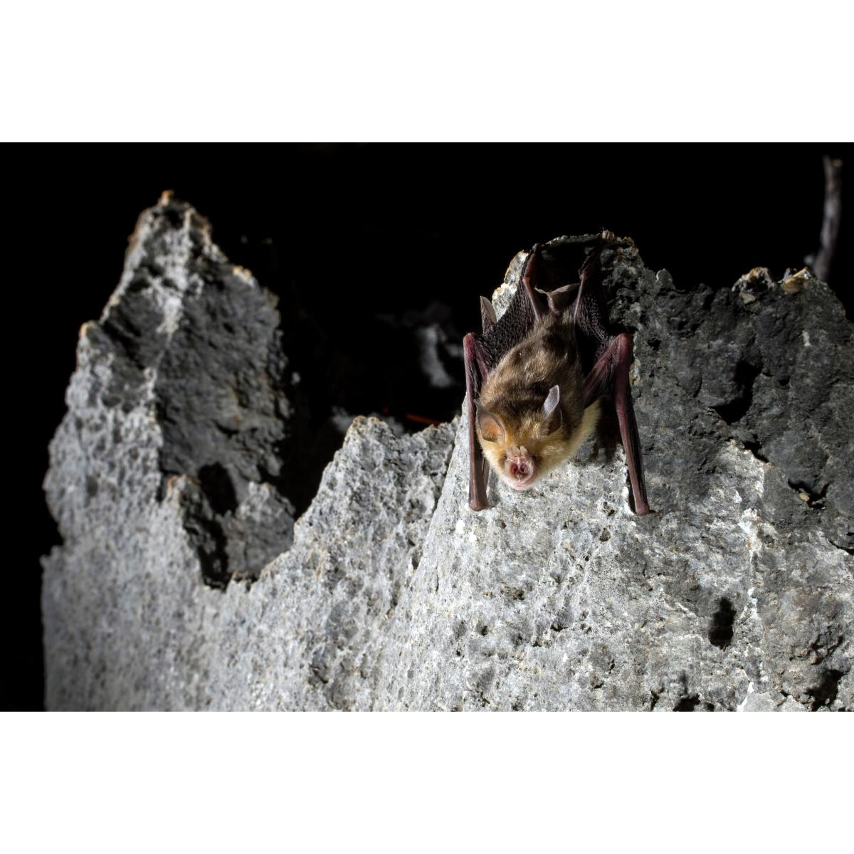 Trouessart's Triden Bat (Paratriaenops furculus) Фото №2