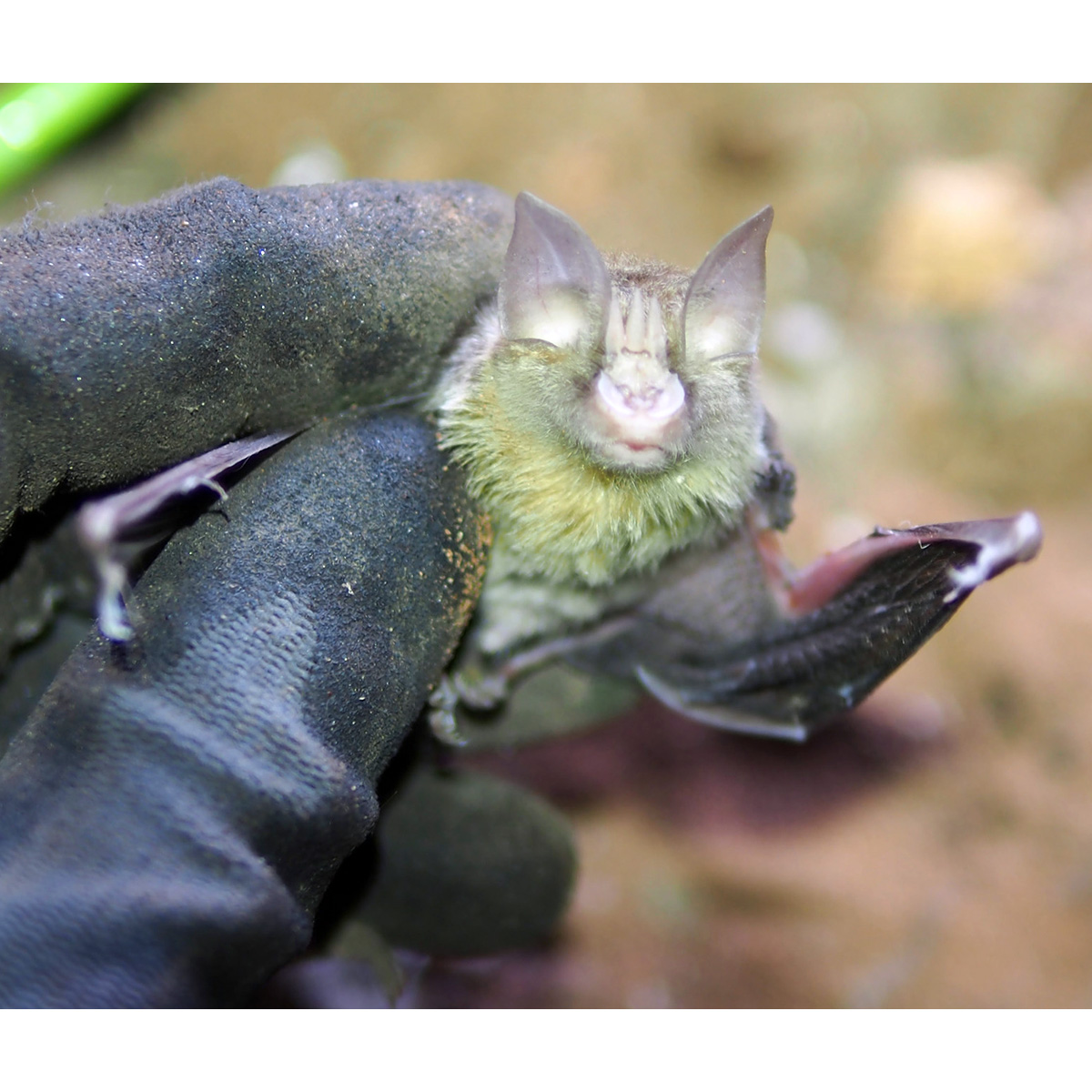 Trouessart's Triden Bat (Paratriaenops furculus) Фото №3