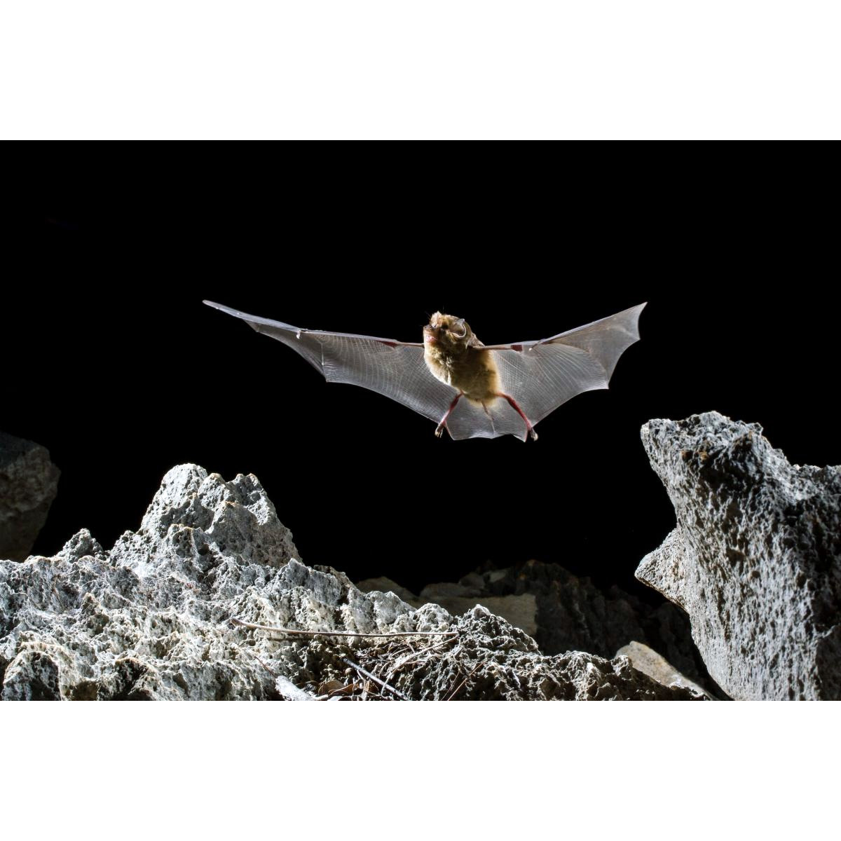 Trouessart's Triden Bat (Paratriaenops furculus) Фото №4