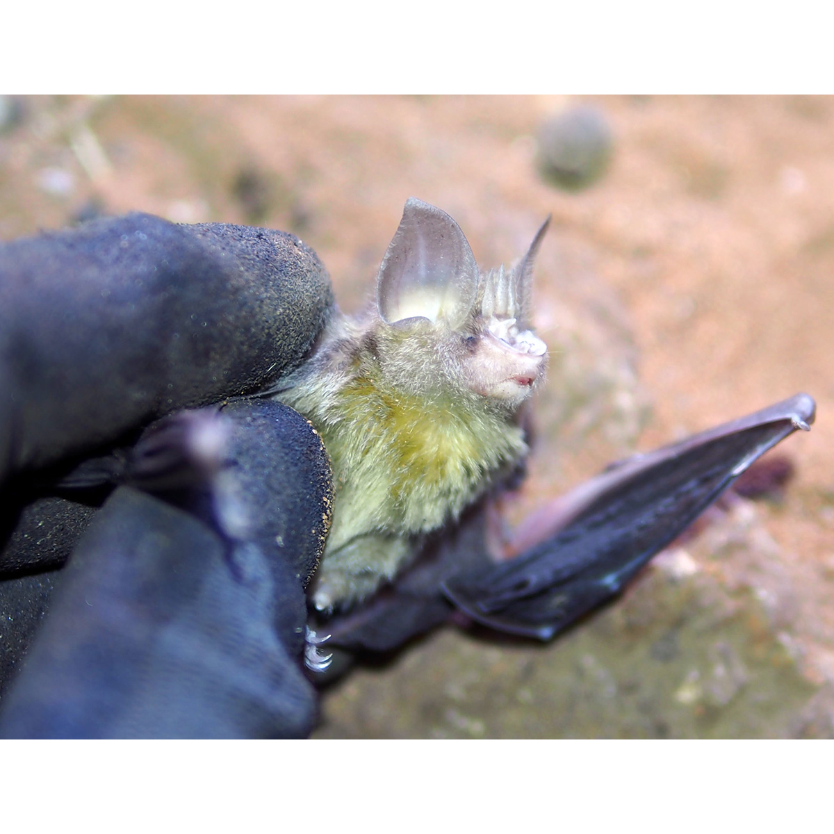 Trouessart's Triden Bat (Paratriaenops furculus) Фото №6
