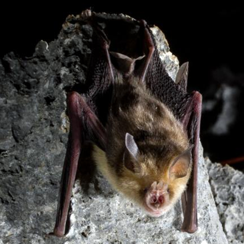 Trouessart's Triden Bat (Paratriaenops furculus) Фото №1