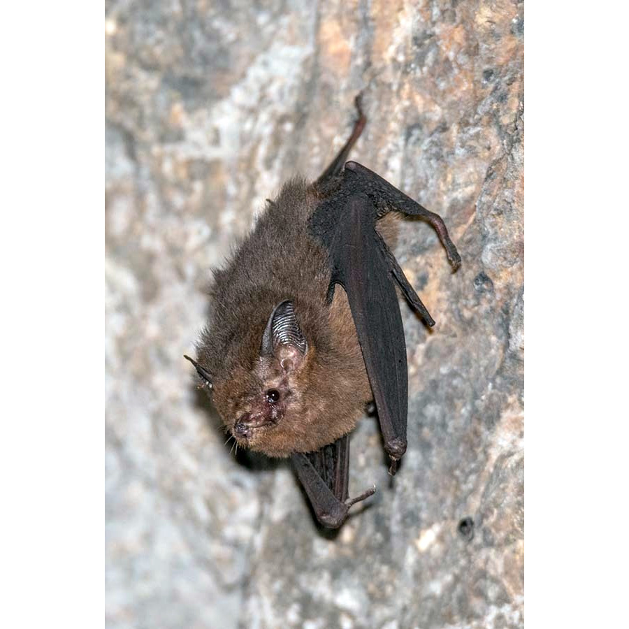Peter's Sheath-tailed Bat (Paremballonura atrata) Фото №2