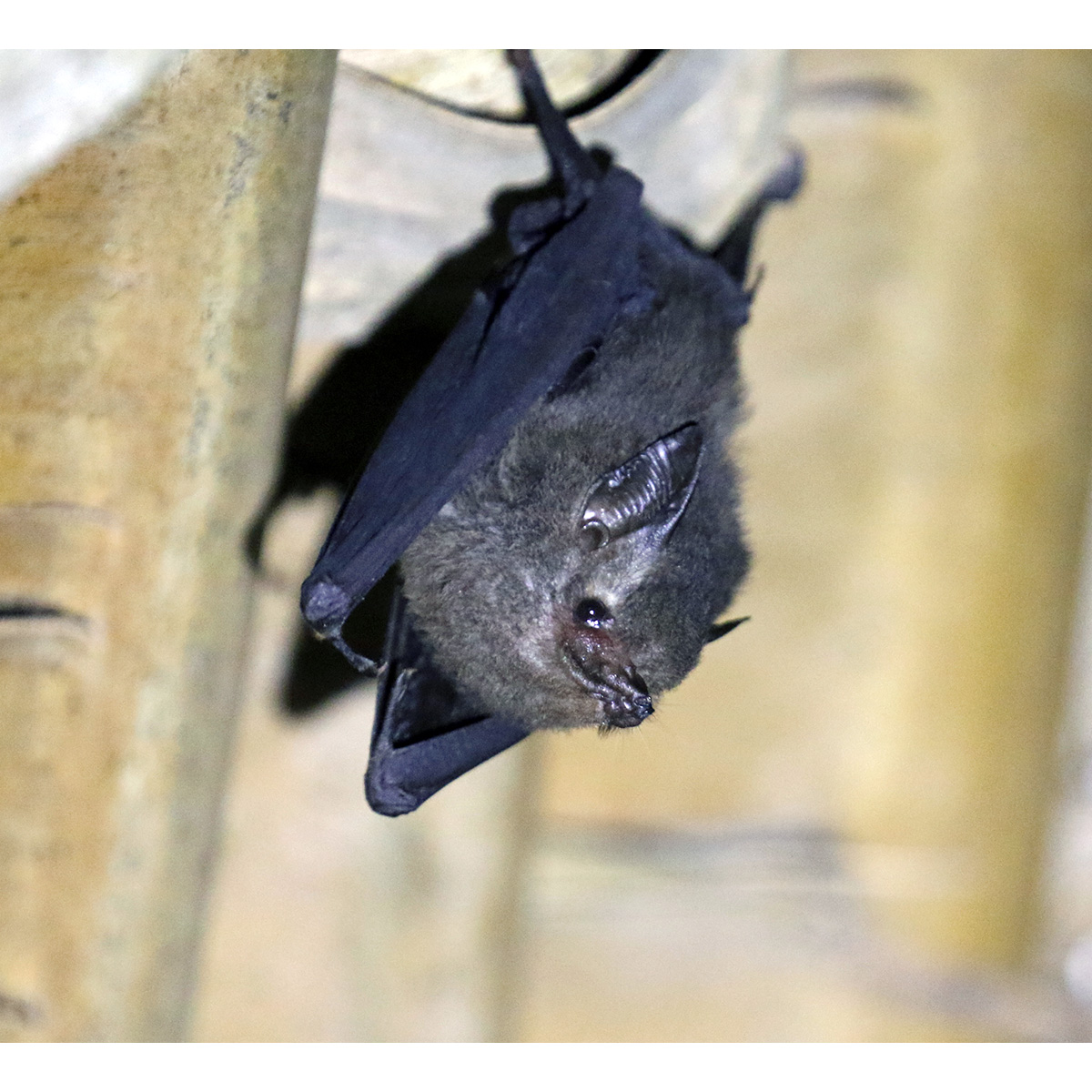 Peter's Sheath-tailed Bat (Paremballonura atrata) Фото №3