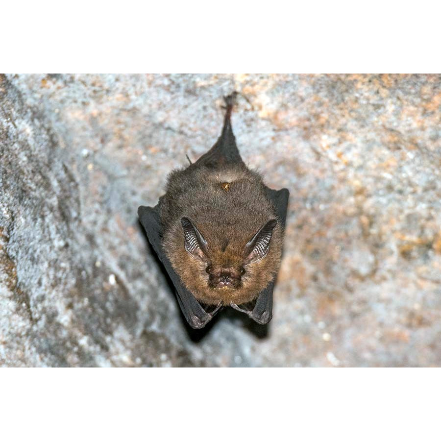 Peter's Sheath-tailed Bat (Paremballonura atrata) Фото №4
