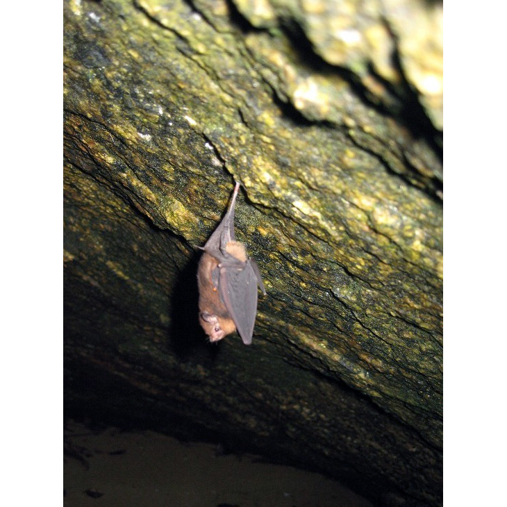 Peter's Sheath-tailed Bat (Paremballonura atrata) Фото №5