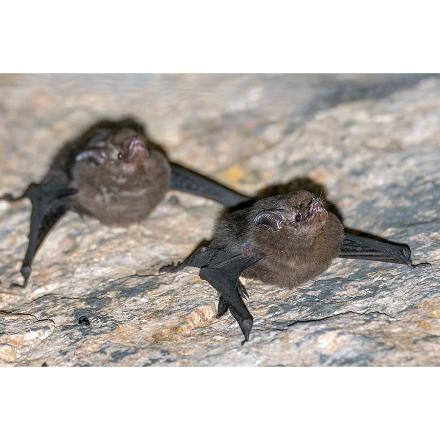 Peter's Sheath-tailed Bat (Paremballonura atrata) Фото №6