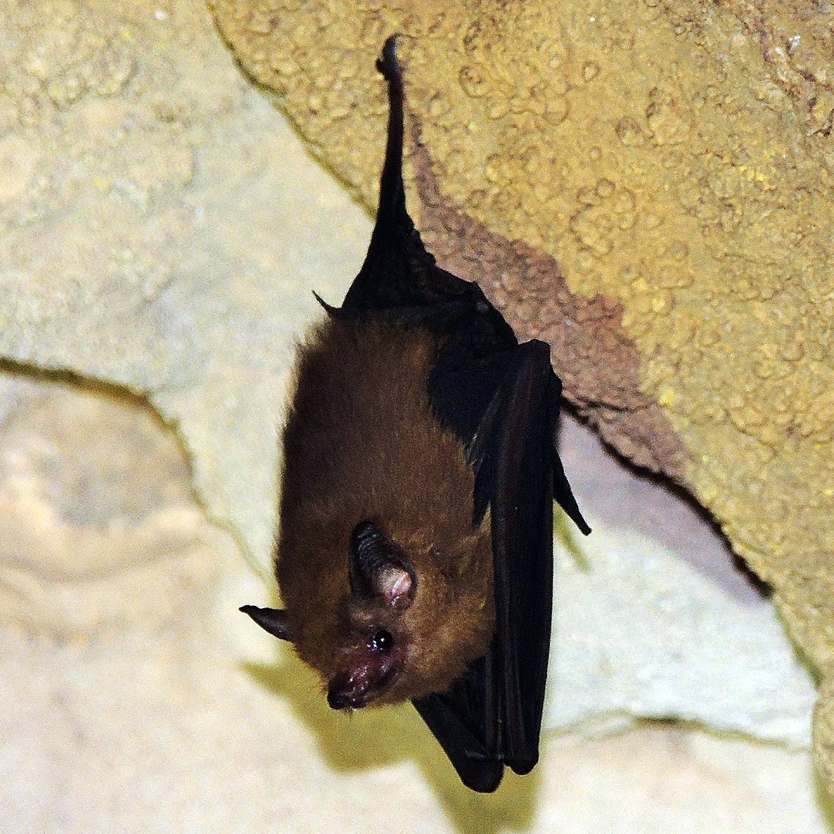 Western Sheath Tailed Bat (Paremballonura tiavato) Фото №2