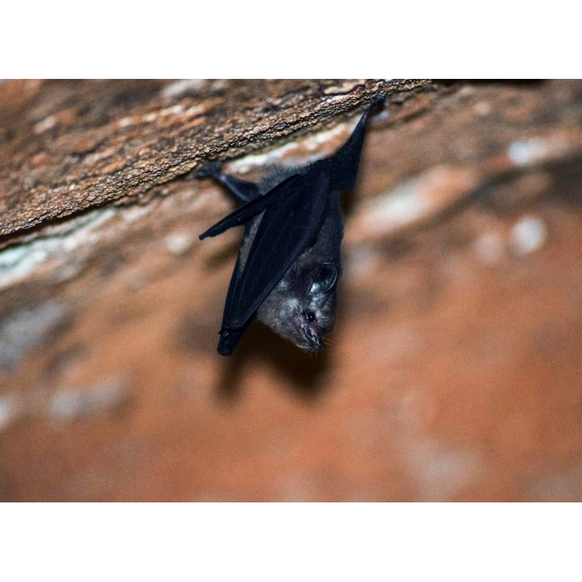 Western Sheath Tailed Bat (Paremballonura tiavato) Фото №3