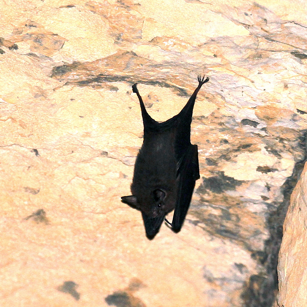 Western Sheath Tailed Bat (Paremballonura tiavato) Фото №4