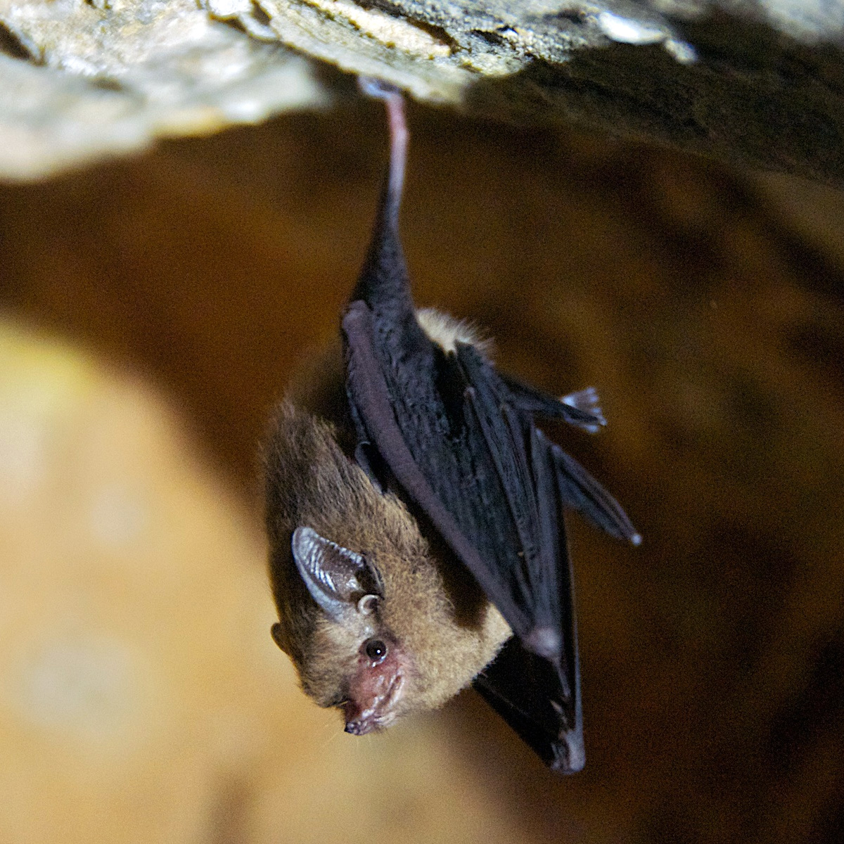 Western Sheath Tailed Bat (Paremballonura tiavato) Фото №5