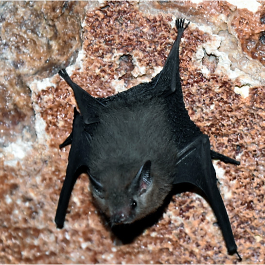 Western Sheath Tailed Bat (Paremballonura tiavato) Фото №6
