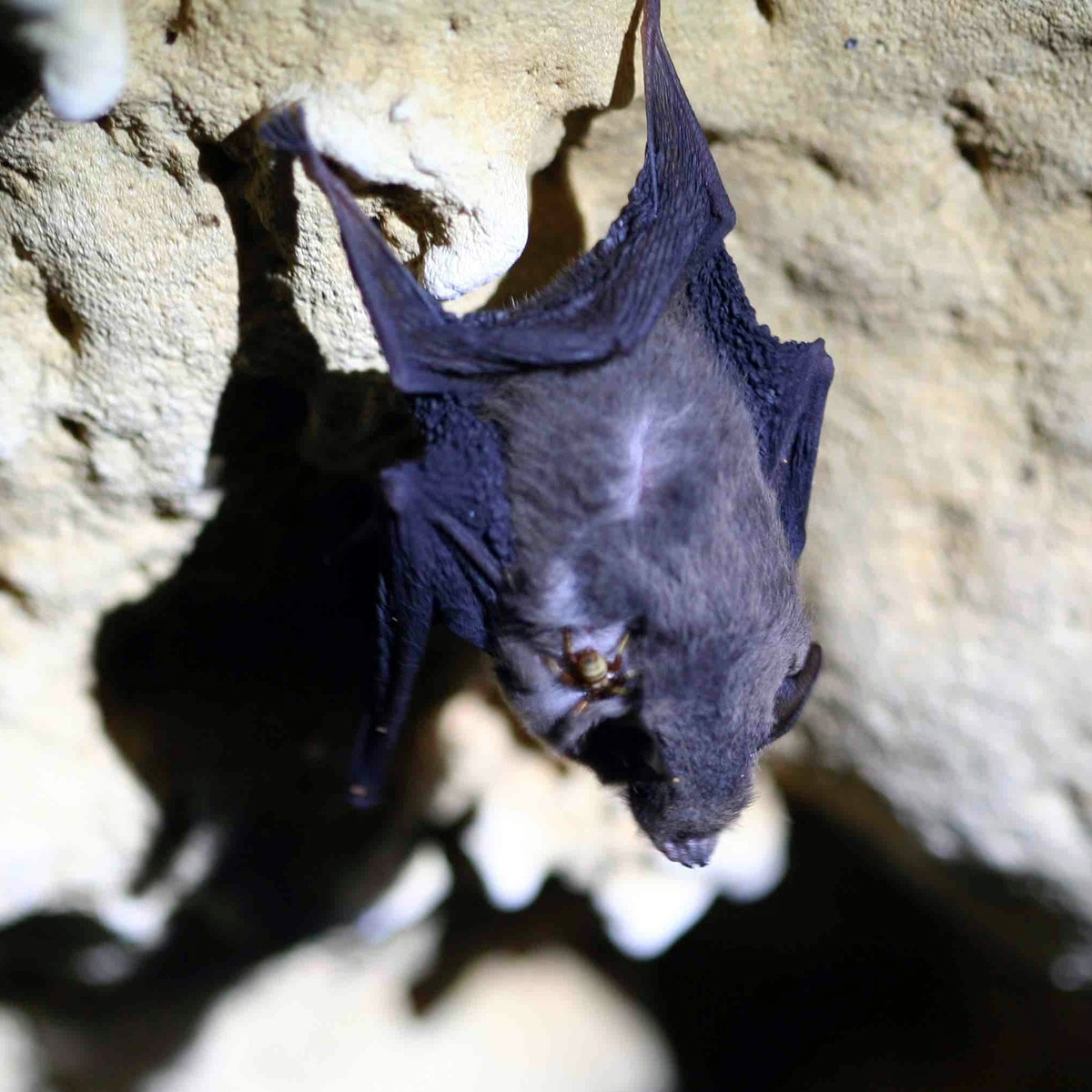Western Sheath Tailed Bat (Paremballonura tiavato) Фото №7