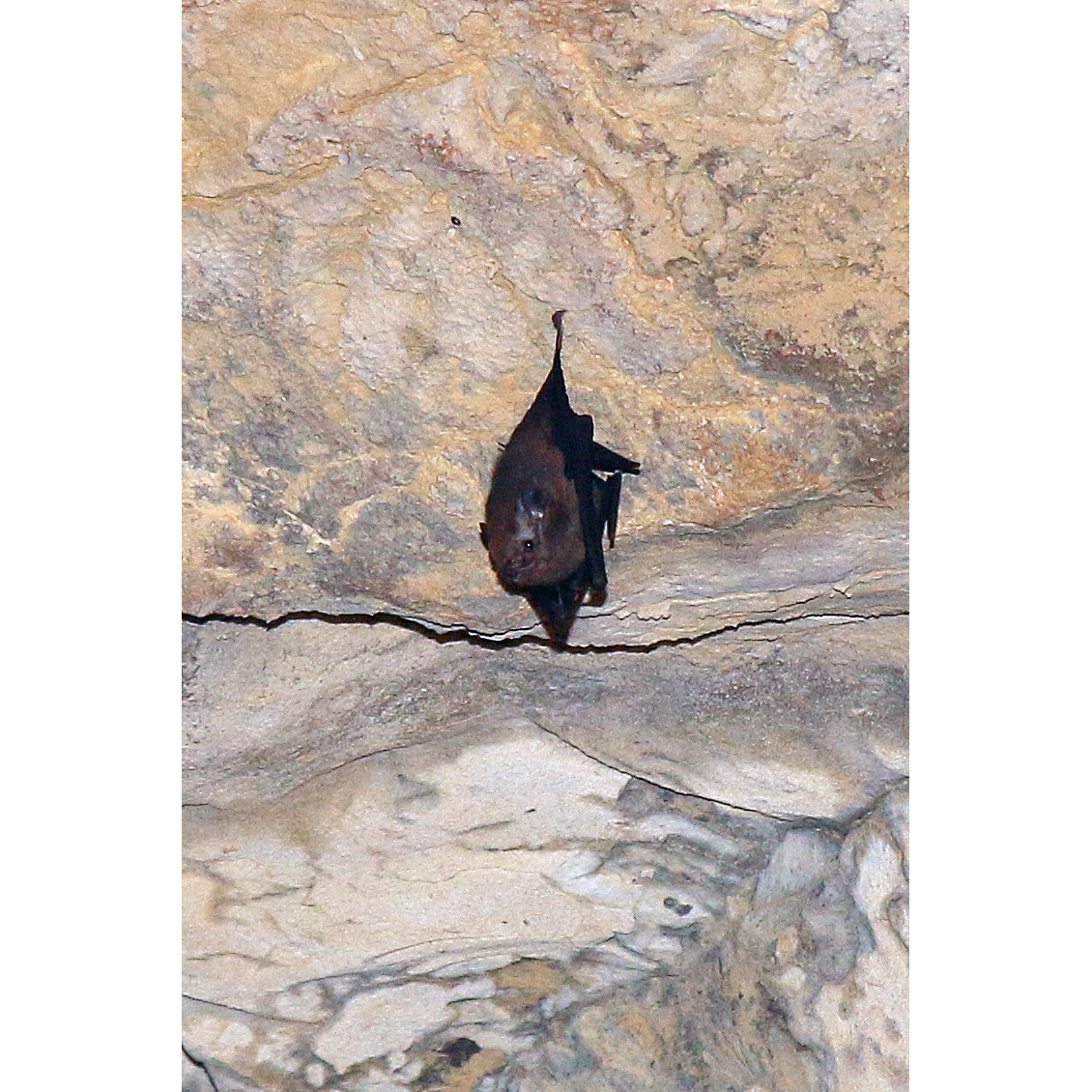 Western Sheath Tailed Bat (Paremballonura tiavato) Фото №8