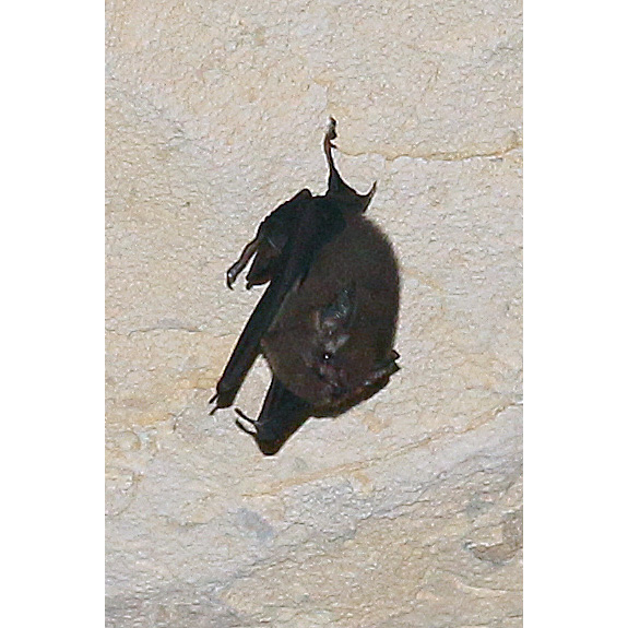 Western Sheath Tailed Bat (Paremballonura tiavato) Фото №9