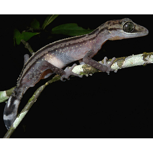  Род Мадагаскарские земляные гекконы   фото