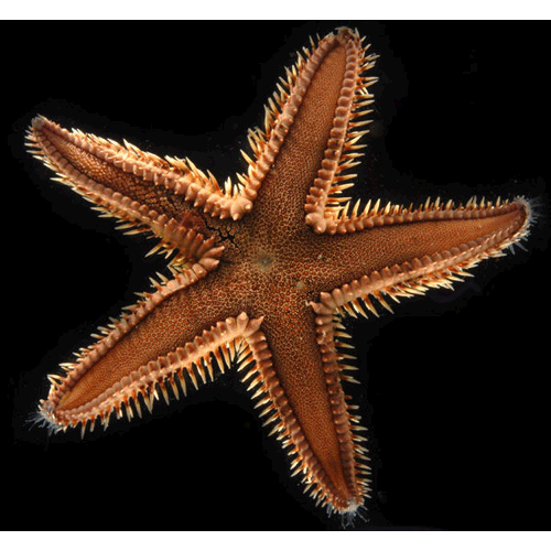Отряд Паксиллоносные морские звёзды фото