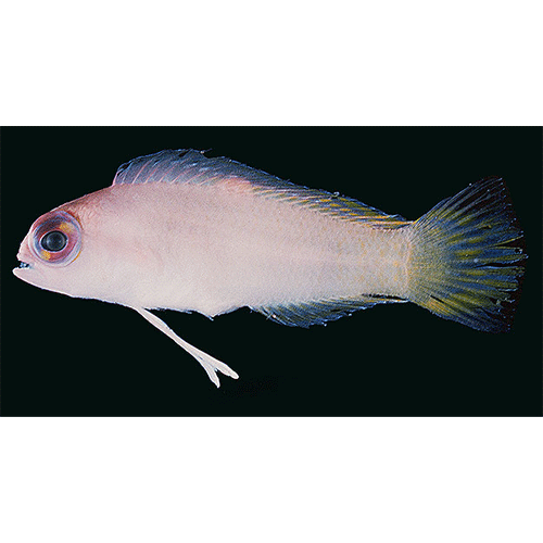 Род Pectinochromis фото
