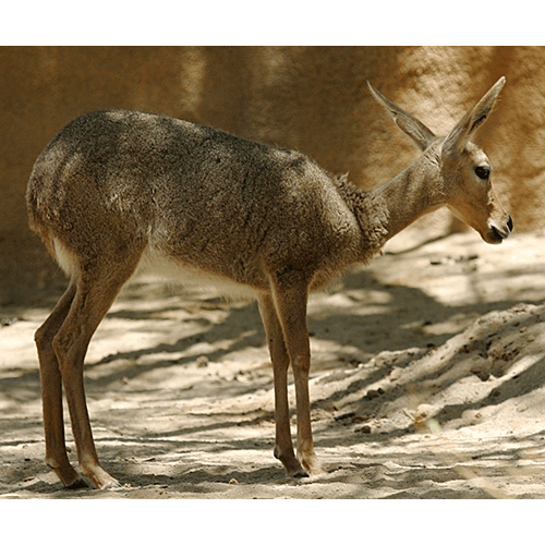 Род Косульи антилопы фото