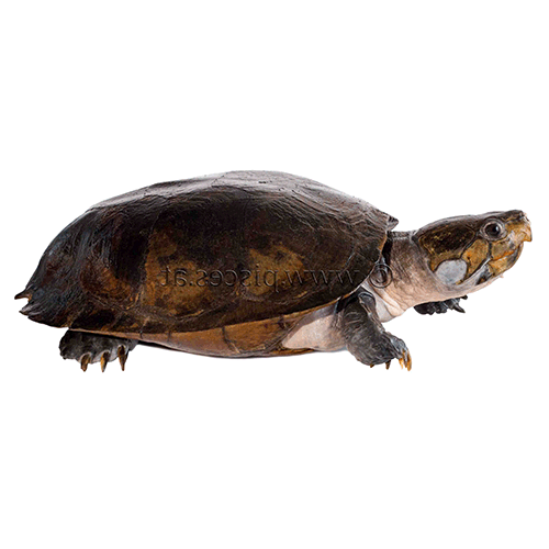  Род Гвианские щитоногие черепахи  фото