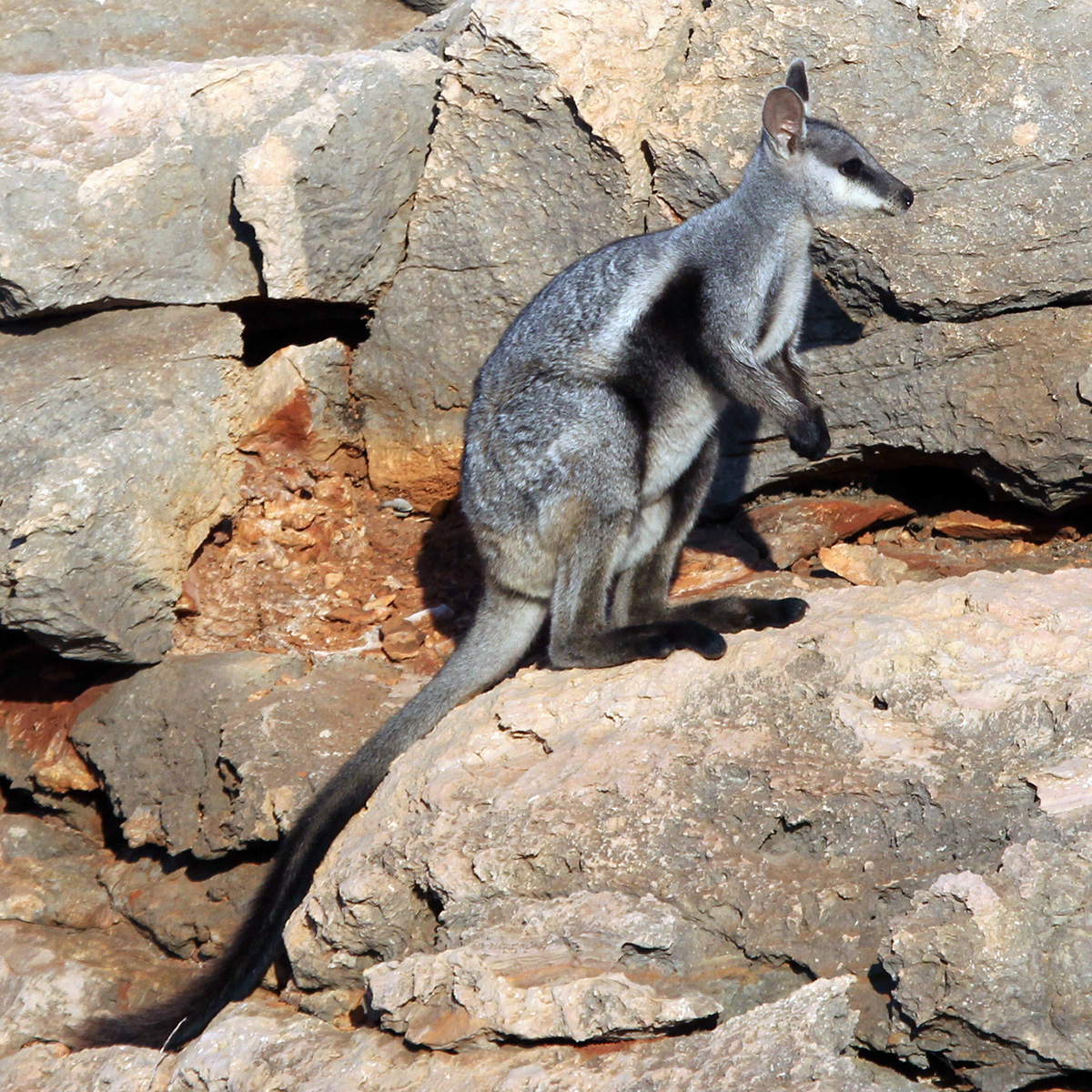 Болотный низкорослый кенгуру