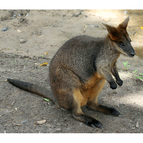 Род Скальные валлаби / Скалистые кенгуру  фото