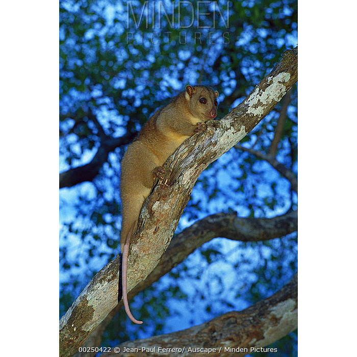 Пушистый кускус (Phalanger orientalis) Фото №7