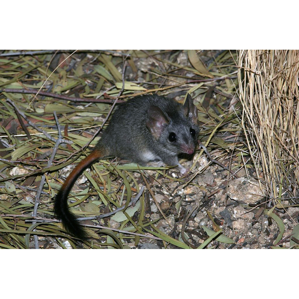 Малая сумчатая крыса (Phascogale calura) Фото №3