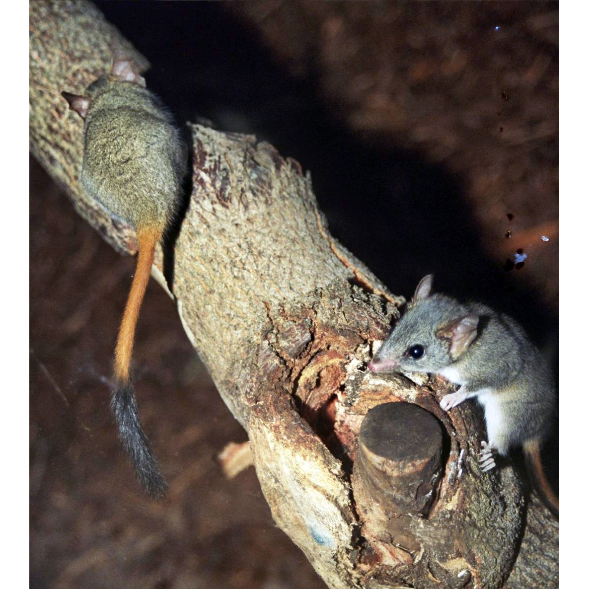 Малая сумчатая крыса (Phascogale calura) Фото №6