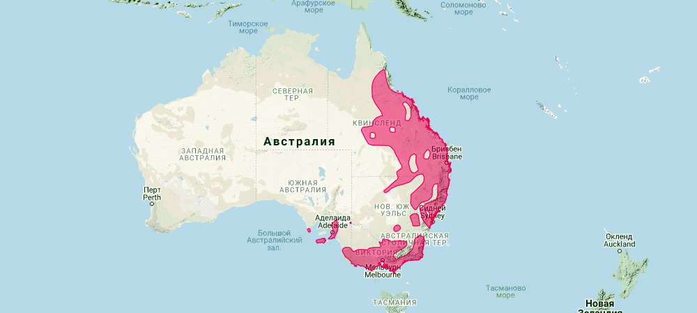 На каком материке находится кенгуру. Место обитания коал в Австралии. Коала на карте Австралии. Коала ареал обитания.