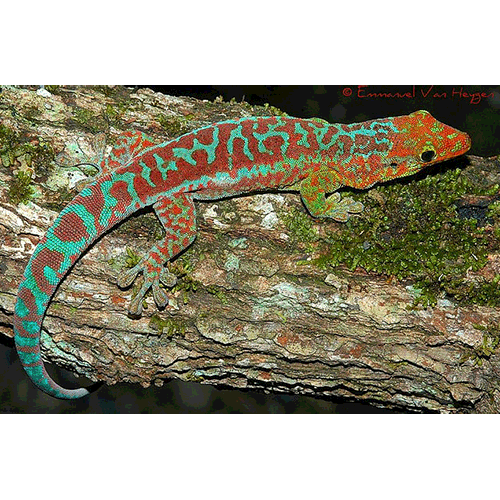  Род Фельзумы / Дневные мадагаскарские гекконы  фото