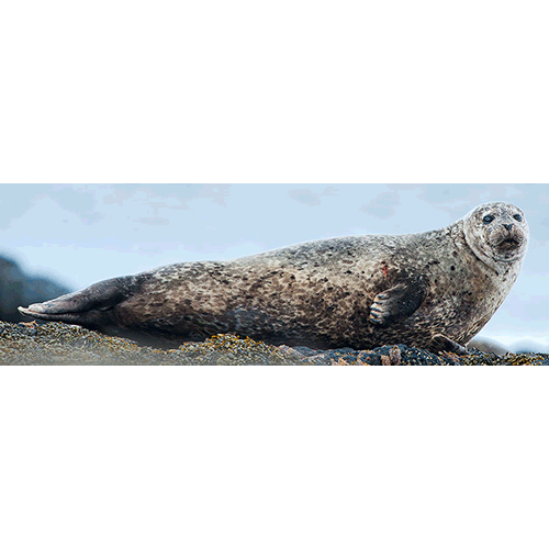 Род Обыкновенные тюлени  фото
