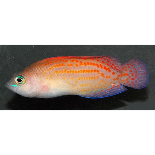 Род Pholidochromis фото