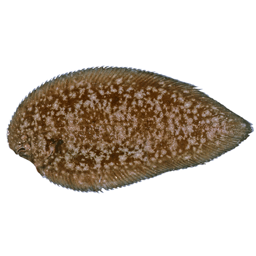 Род Phyllichthys фото