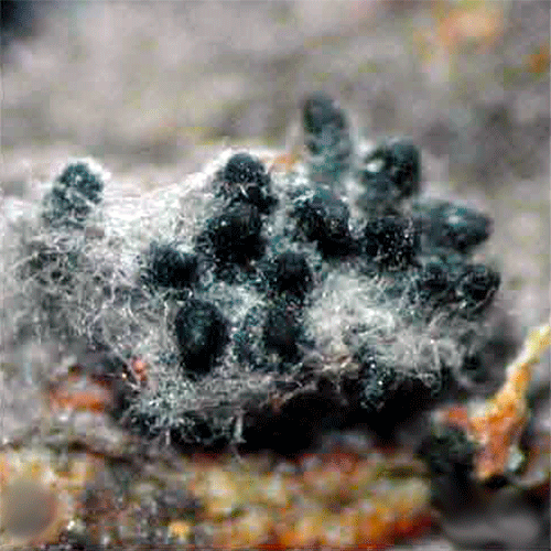 Семейство Phyllostictaceae фото